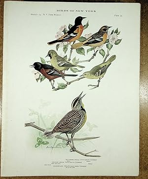 Seller image for BIRDS OF NEW YORK plate 76 Pine Grosbeak & Purple Finch for sale by Quiet Friends  IOBA