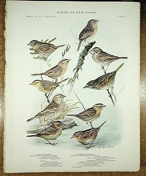 Imagen del vendedor de BIRDS OF NEW YORK plate 82 White Throated Sparrow, White Crowned Sparrow, Slate Crowned Sparrow & Vesper Sparrow a la venta por Quiet Friends  IOBA