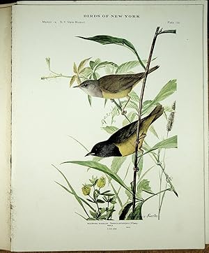 Imagen del vendedor de BIRDS OF NEW YORK plate 101 Catbird, Mocking Bird & Brown Thrasher a la venta por Quiet Friends  IOBA