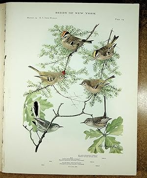 Image du vendeur pour BIRDS OF NEW YORK plate 105 Hermit Thrush, Wood Thrush, Gray Cheeked Thrush, Olive Backed Thrush & Veery mis en vente par Quiet Friends  IOBA