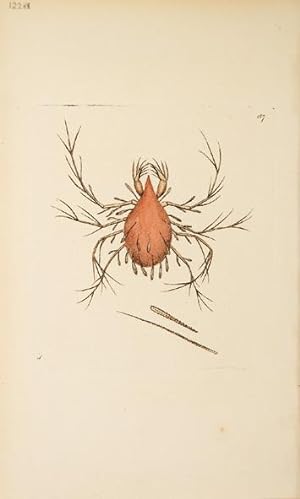 Bild des Verkufers fr The Lepidopterine Mite. The Naturalist's Miscellany. zum Verkauf von Peter Harrington.  ABA/ ILAB.
