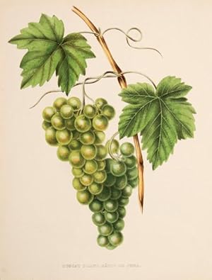 Imagen del vendedor de Muscat Blanc Htif de Jura. a la venta por Peter Harrington.  ABA/ ILAB.