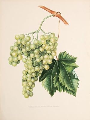 Imagen del vendedor de Chasselas Blussard Blanc. a la venta por Peter Harrington.  ABA/ ILAB.