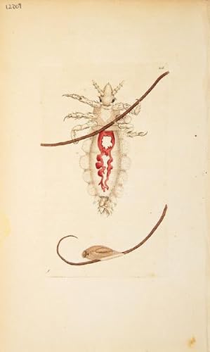Bild des Verkufers fr The Louse. The Naturalist's Miscellany. zum Verkauf von Peter Harrington.  ABA/ ILAB.