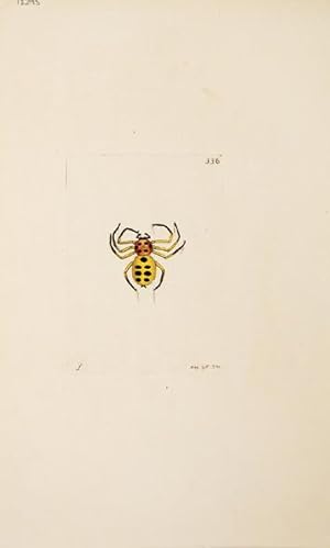 Bild des Verkufers fr The Golden Spider. The Naturalist's Miscellany. zum Verkauf von Peter Harrington.  ABA/ ILAB.