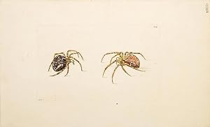Bild des Verkufers fr The Diadem Spider. The Naturalist's Miscellany. zum Verkauf von Peter Harrington.  ABA/ ILAB.