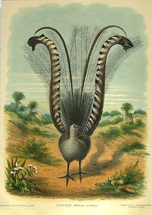 Liervogel (Menura superba). Lyre Bird