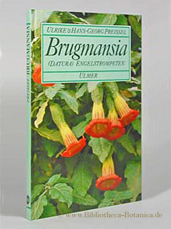 Brugmansia. (Datura) Engelstrompeten.