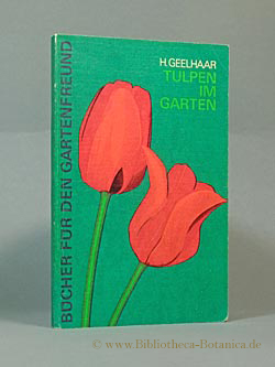 Bild des Verkufers fr Tulpen im Garten. zum Verkauf von Bibliotheca Botanica