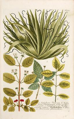 Imagen del vendedor de Xylosteum Italicum. Plate 1022. a la venta por Peter Harrington.  ABA/ ILAB.