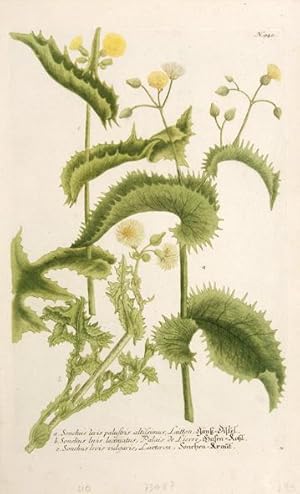 Imagen del vendedor de Sonchus levis palustris altissimus. Plate 940. a la venta por Peter Harrington.  ABA/ ILAB.