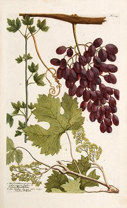 Imagen del vendedor de Vitis Corinthiaca. Plate 1014. a la venta por Peter Harrington.  ABA/ ILAB.