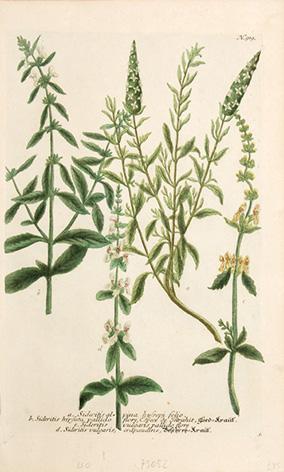 Imagen del vendedor de Sideritis alpina hyssopi folia. Plate 919. a la venta por Peter Harrington.  ABA/ ILAB.