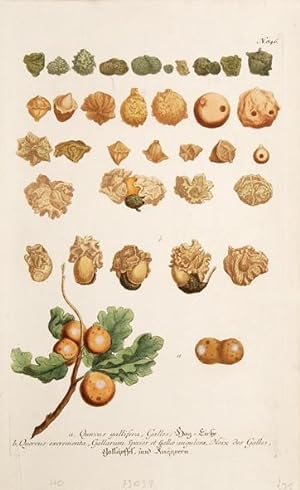 Imagen del vendedor de Quercus gallifera, Galles. Plate 846. a la venta por Peter Harrington.  ABA/ ILAB.