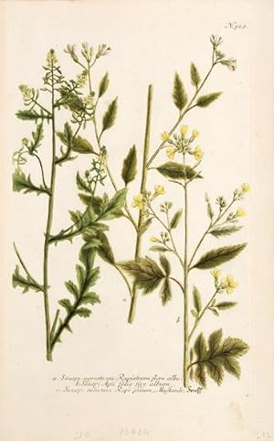 Imagen del vendedor de Sinapi agreste Rapistrum flore albo. Plate 923. a la venta por Peter Harrington.  ABA/ ILAB.