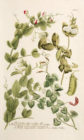 Imagen del vendedor de Pistolochia folia cordata. Plate 817. a la venta por Peter Harrington.  ABA/ ILAB.