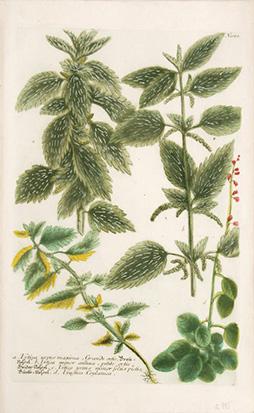 Imagen del vendedor de Sumach Africana trifolia, Sycomorus. Plate 1020. a la venta por Peter Harrington.  ABA/ ILAB.