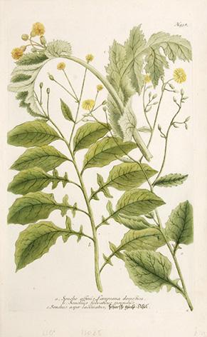 Imagen del vendedor de Soncho affinis Lampsana domestica. Plate 938. a la venta por Peter Harrington.  ABA/ ILAB.