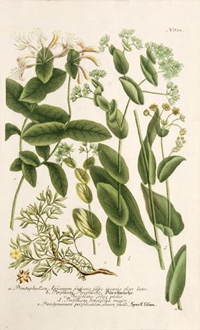 Imagen del vendedor de Pentaphyllon Africanum fruticans foliis incanis flore luteo. Plate 801. a la venta por Peter Harrington.  ABA/ ILAB.