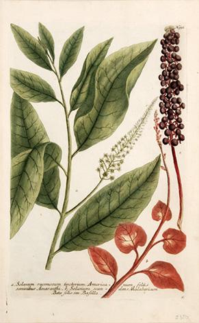 Imagen del vendedor de Solanum racemosum tinctorium Americanum, foliis seminibus Amaranthi. Plate 936. a la venta por Peter Harrington.  ABA/ ILAB.