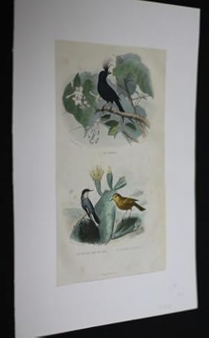 Seller image for Gravure de Travies : Drongo, Figuier gris de fer et Figuier tachet for sale by Abraxas-libris