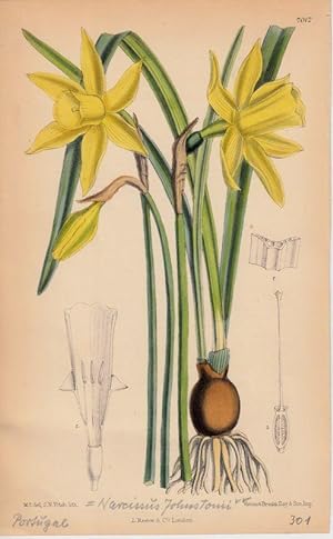 Curtis - Narcissus Pseudo-Narcissus, var. Johnstoni. Narcissus Johnstonii. Kol. Lithographie Nr. ...