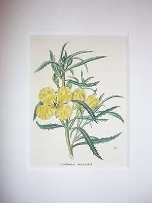 Image du vendeur pour Oenothera serrulata.- (Zackenblttrige Nachtkerze). mis en vente par Antiquariat Diderot