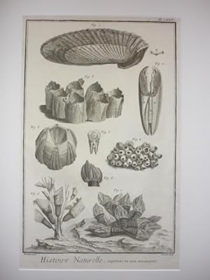 Image du vendeur pour Histoire Naturelle, coquilles de mer, multivalves. mis en vente par Antiquariat Diderot