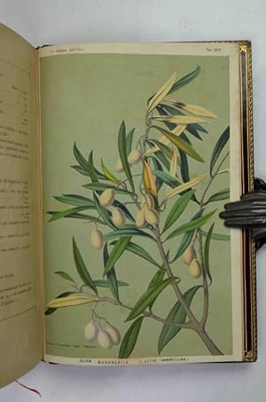 Cultura dell'olivo in Italia. Notizie storiche, scientifiche, agrarie e industriali