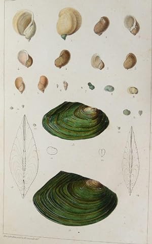 Tableau méthodique et descriptif des mollusques terrestres et d'eau douce de l'Agenais