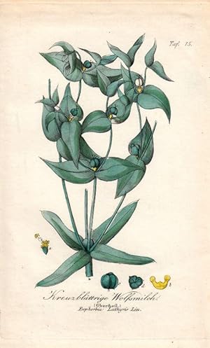 Kreuzblättrige Wolfsmilch. Obertheil. Euphorbia Lathyris Lin. Kol. Kupfertafel Nr. 15 aus Winkler...