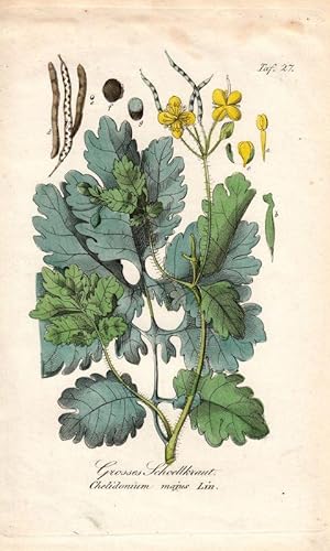 Grosses Schoellkraut. Chelidonium majus Lin. Kol. Kupfertafel Nr. 27 aus Winkler "Sämmtliche Gift...