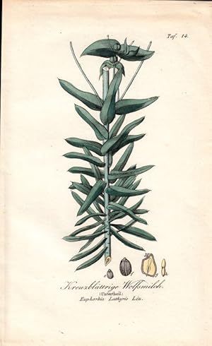 Kreuzblättrige Wolfsmilch. Untertheil. Euphorbia Lathyris Lin. Kol. Kupfertafel Nr. 14 aus Winkle...