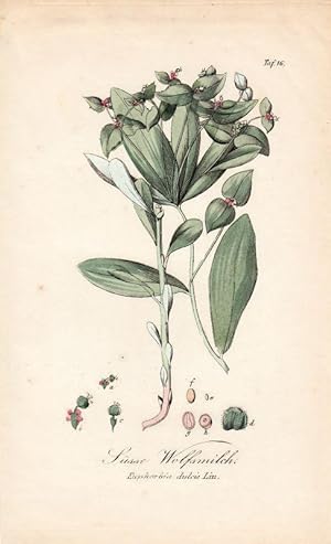 Süsse Wolfsmilch. Euphorbia dulcis Lin. Kol. Kupfertafel Nr. 16 aus Winkler "Sämmtliche Giftgewäc...