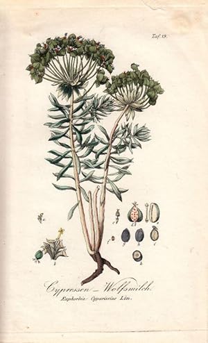 Cypressen - Wolfsmilch. Euphorbia Cyparissias Lin. Kol. Kupfertafel Nr. 19 aus Winkler "Sämmtlich...