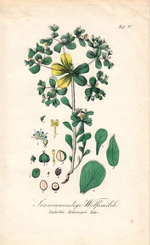 Sonnenwendige Wolfsmilch. Euphorbia Helioscopia Lin. Kol. Kupfertafel Nr. 17 aus Winkler "Sämmtli...