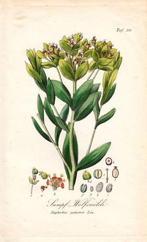 Sumpf - Wolfsmilch. Euphorbia palustris Lin. Kol. Kupfertafel Nr. 20 aus Winkler "Sämmtliche Gift...