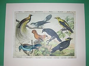 Mandelkrähe. Paradiesvogel. Felsenhuhn. Kirschpirol. Maisdieb. Plauderer. Kuckuck. //