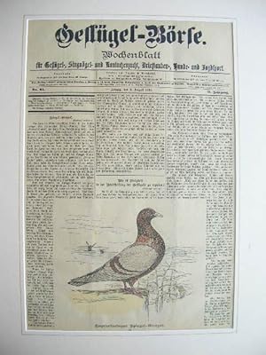 (2. Aug. 1898): Kupferfarbiger Spiegel-Gimpel. //