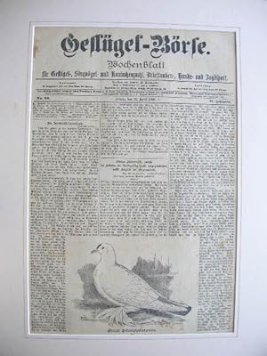 (25. April 1899): Blaue Schnippentaube.