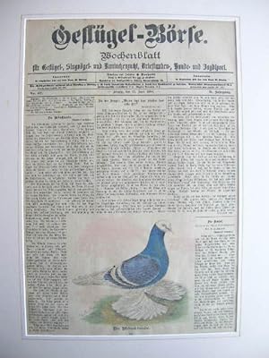 (12. Juni 1900): Die Mönchtaube.