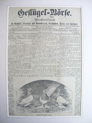 (13. April 1898): Englische Tümmler.
