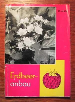 Erdbeeranbau.