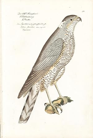 Seller image for Sparrow Hawk Hand-colored Copper Engraving for sale by Natural History Books