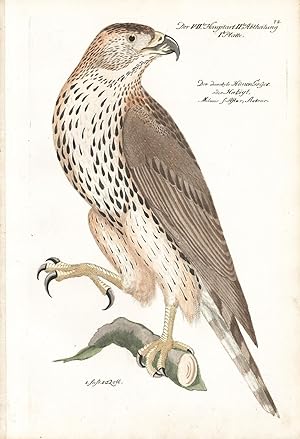 Seller image for Bird of Prey Hand-colored Copper Engraving for sale by Natural History Books