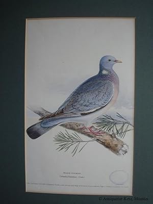 Ringeltaube: "Wood Pigeon. Columba Palumbus, (Linn)" - Altkolorierter Lithographie von H. L. Meye...