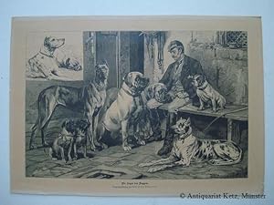 "Die Sippe der Doggen". Holzstich von A. Closs nach einer Originalzeichnung von Alfred von Schroe...