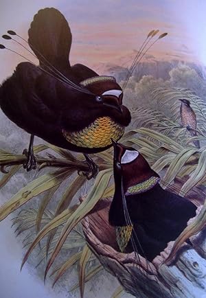 THE BIRDS OF NEW GUINEA and the Adjacent Papuan Islands, including Many New Species Recently Disc...