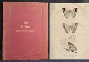 Bild des Verkufers fr Ein neues Lepidopteron aus der Familie der Nymphaliden und seine Stellung im natrlichen Systeme, begrndet aus der Synopse der brigen Gattungen. zum Verkauf von Antiquariat Hilbert Kadgien