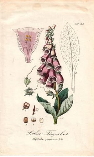 Rother Fingerhut. Digitalis purpurea Lin. Kol. Kupfertafel Nr. 23 aus Winkler "Sämmtliche Giftgew...